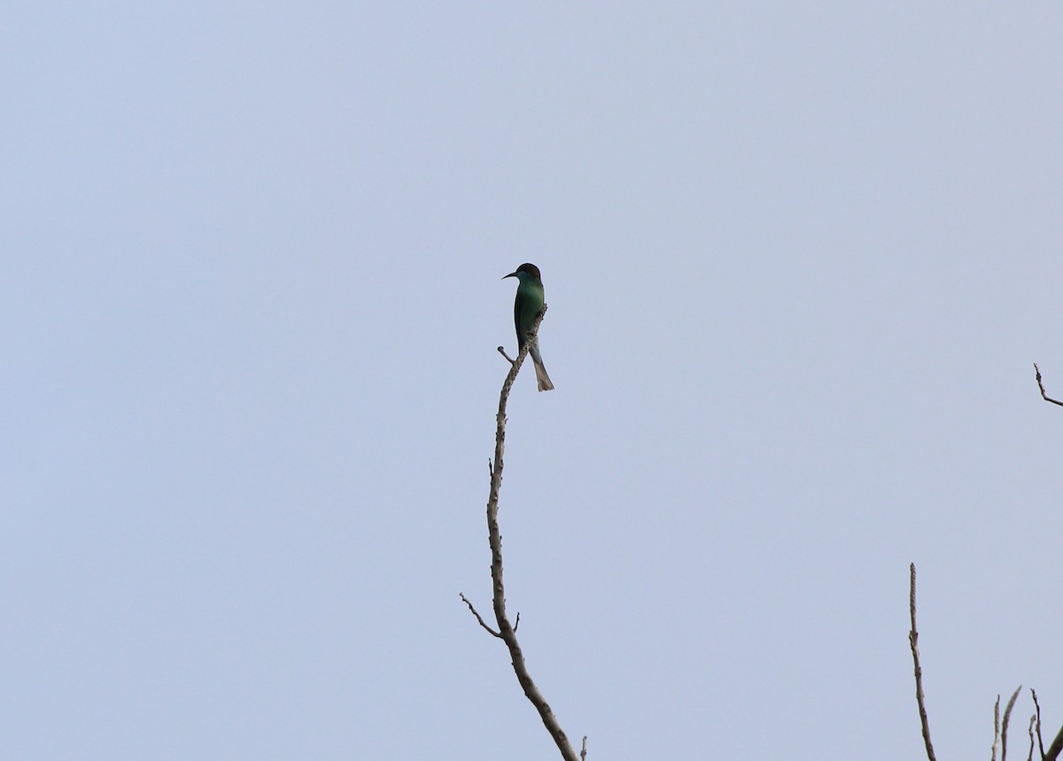 Blue-throated Bee-eater - Matthew Teng