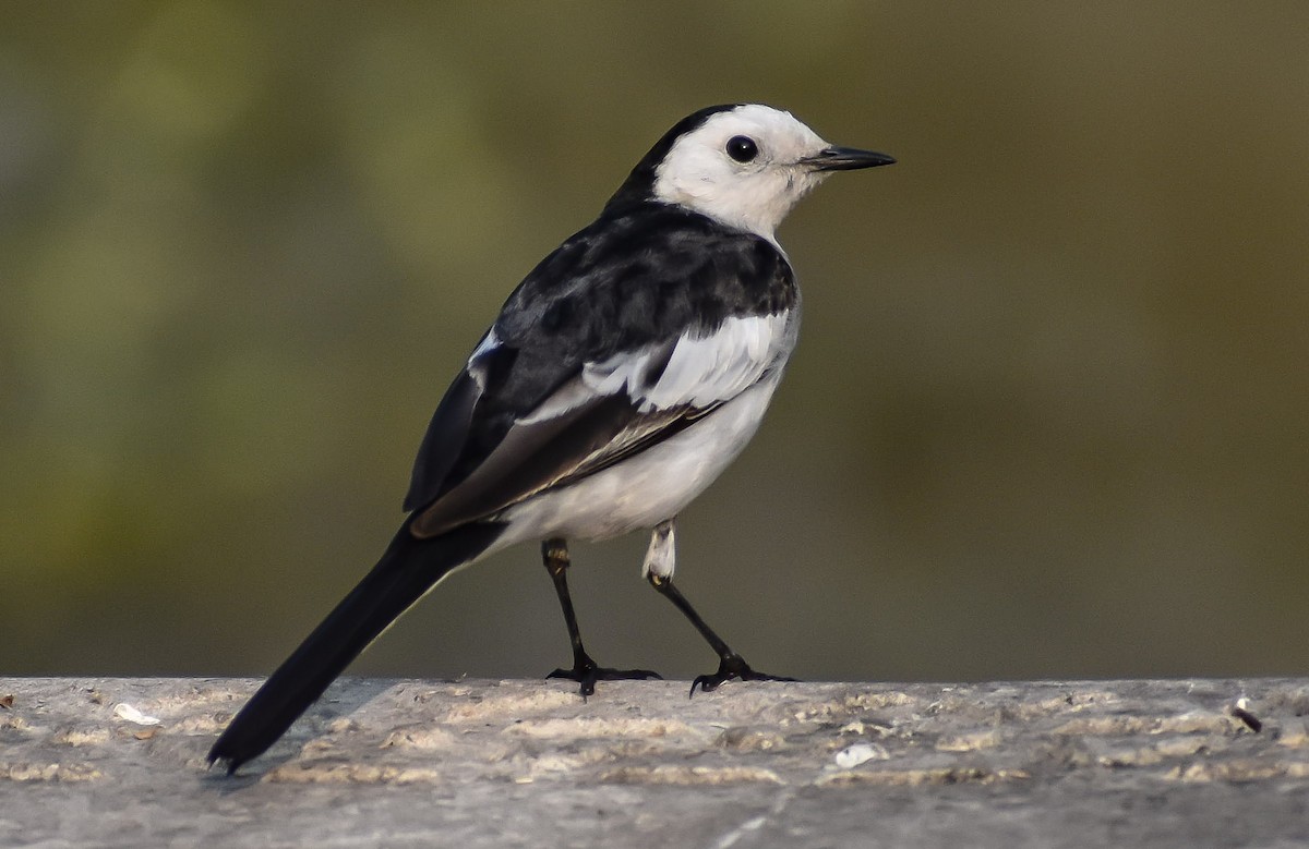 White Wagtail - Karan Matalia