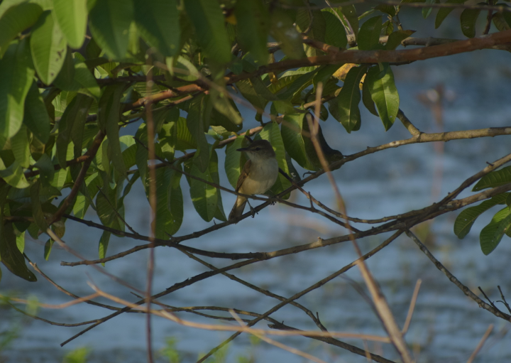 Clamorous Reed Warbler - ML294402721