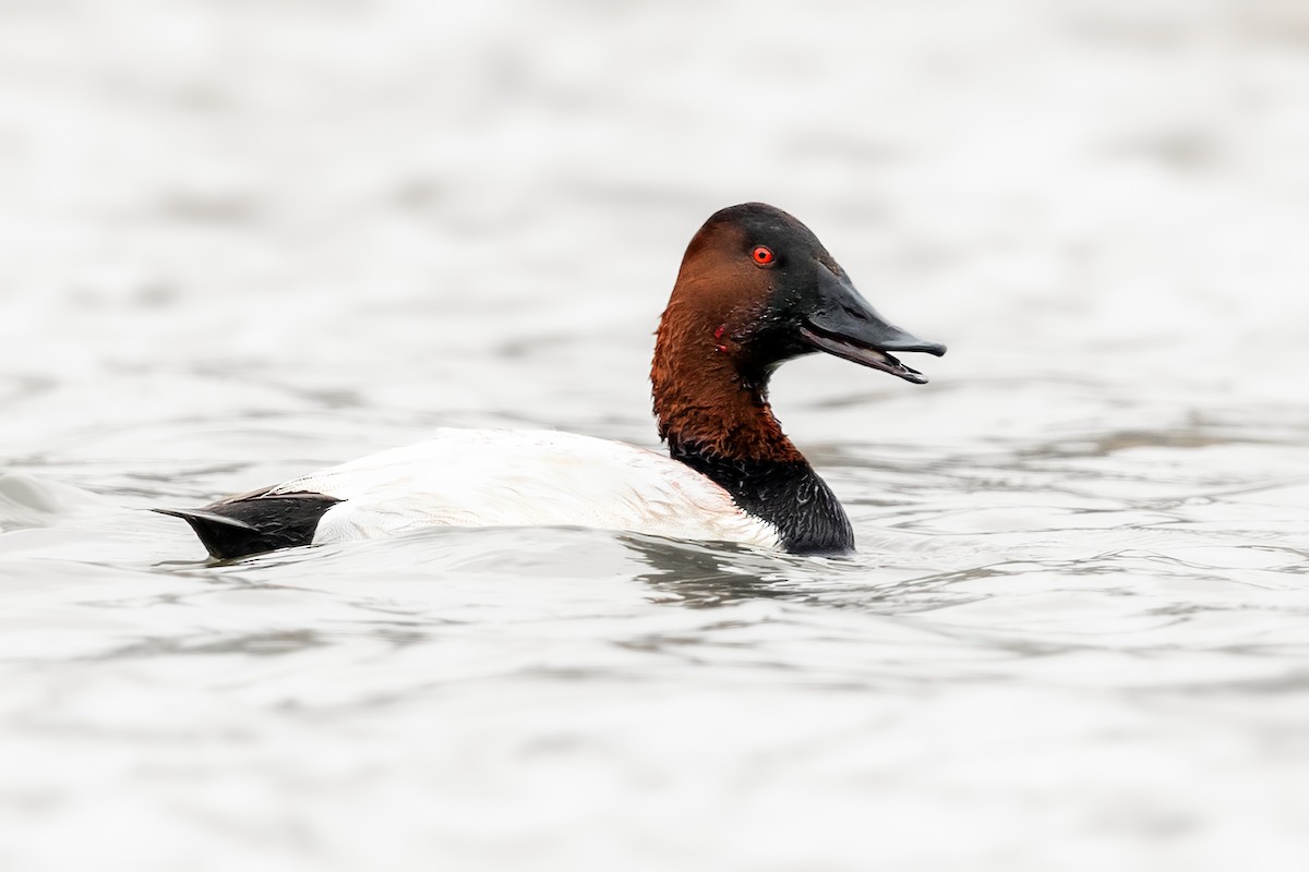 Canvasback - ML294403681