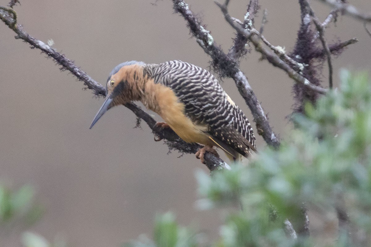 Andean Flicker (Northern) - ML294403731