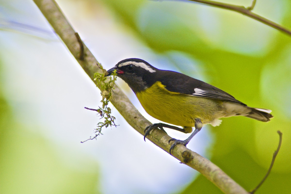 Bananaquit - ML294404141