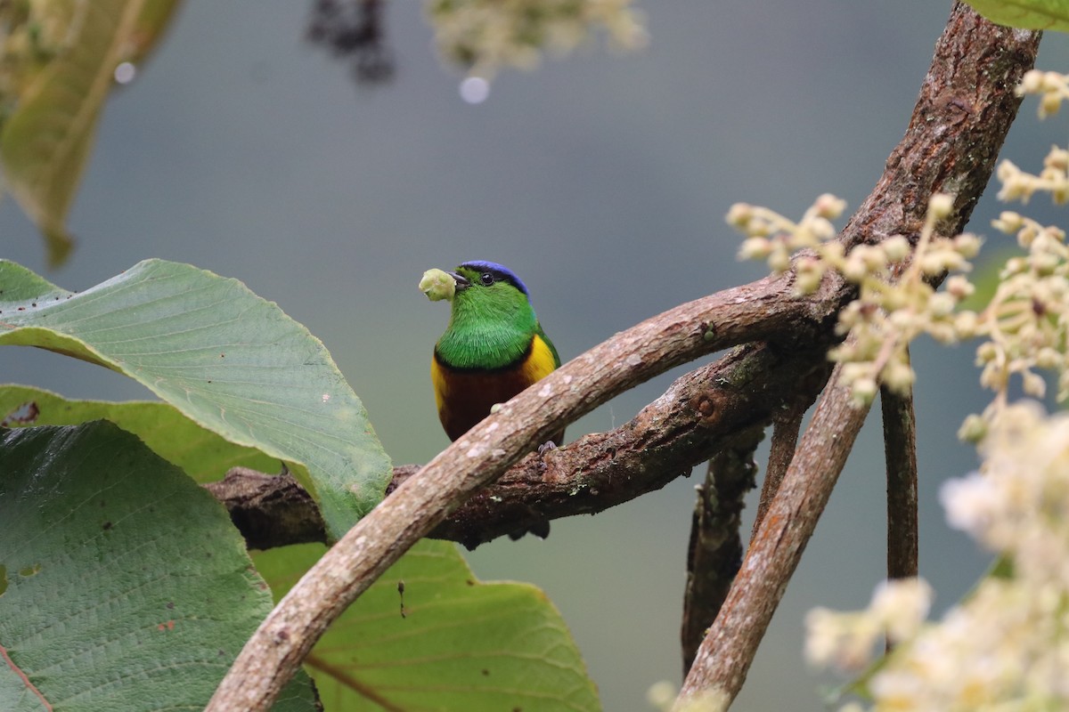 Chestnut-breasted Chlorophonia - ML294405401