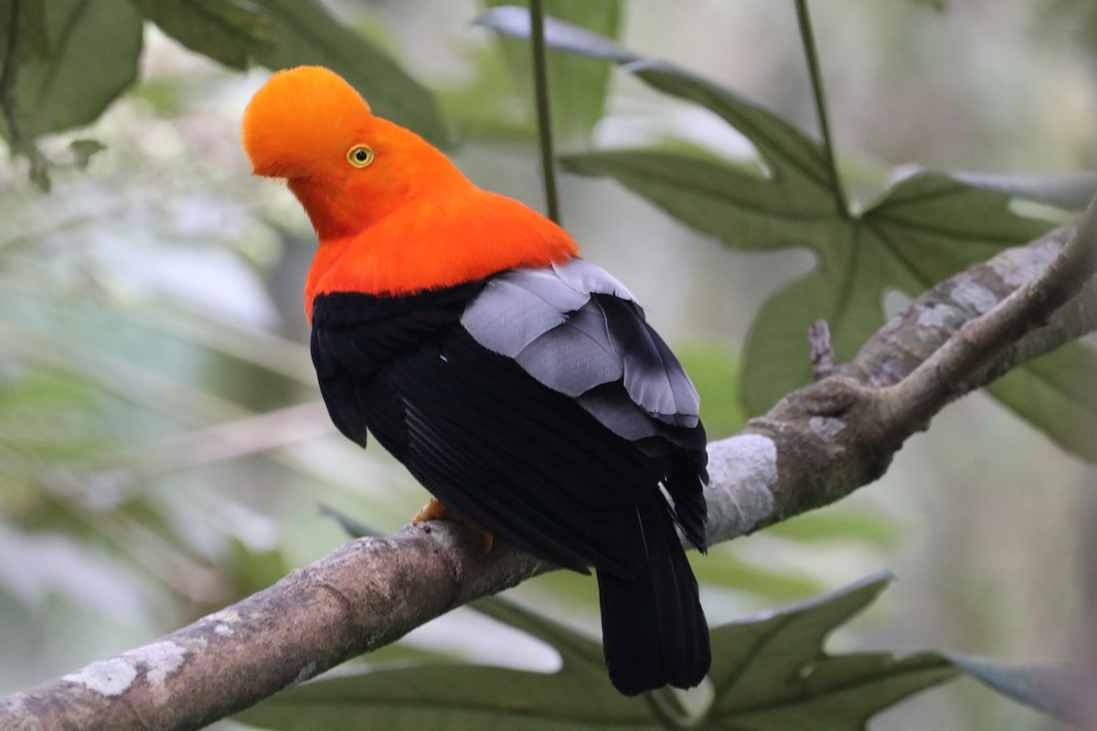 Andean Cock-of-the-rock - ML294405591