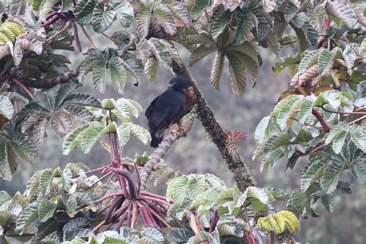 Black-and-chestnut Eagle - ML294405611