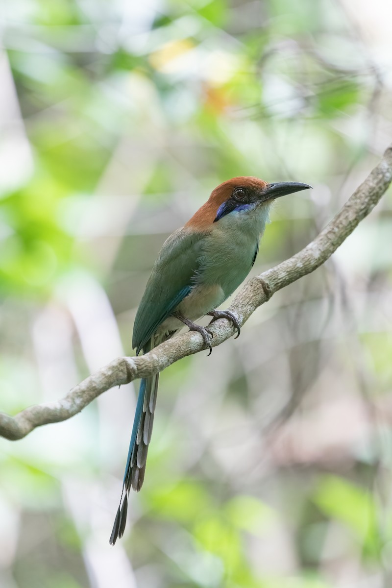 Russet-crowned Motmot - Per Smith