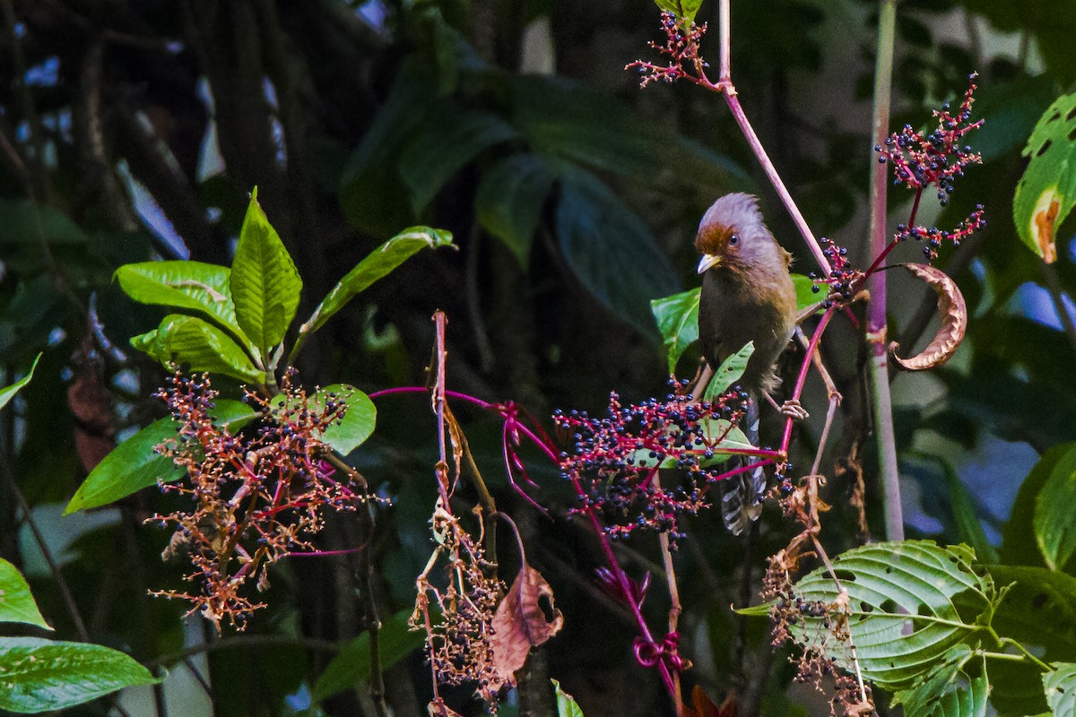 Rusty-fronted Barwing - ML294409271