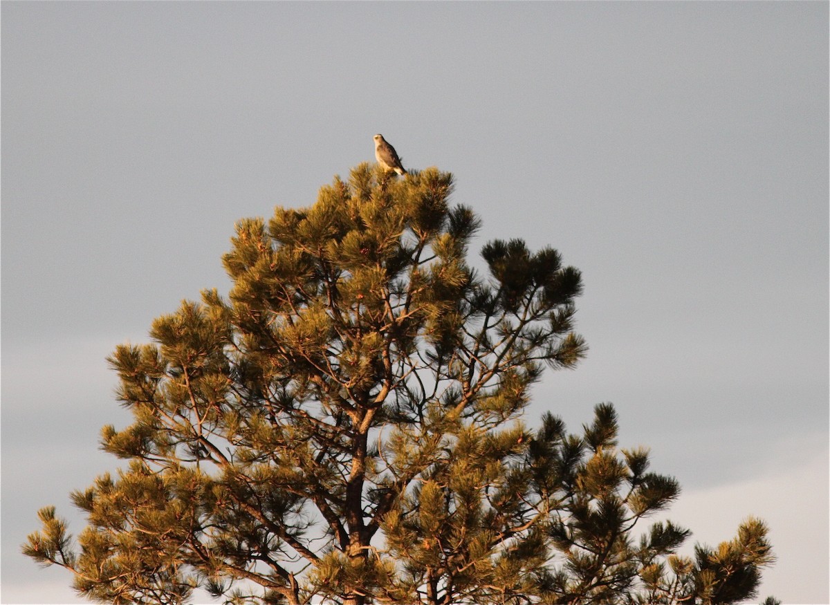 American Goshawk - ML294411851