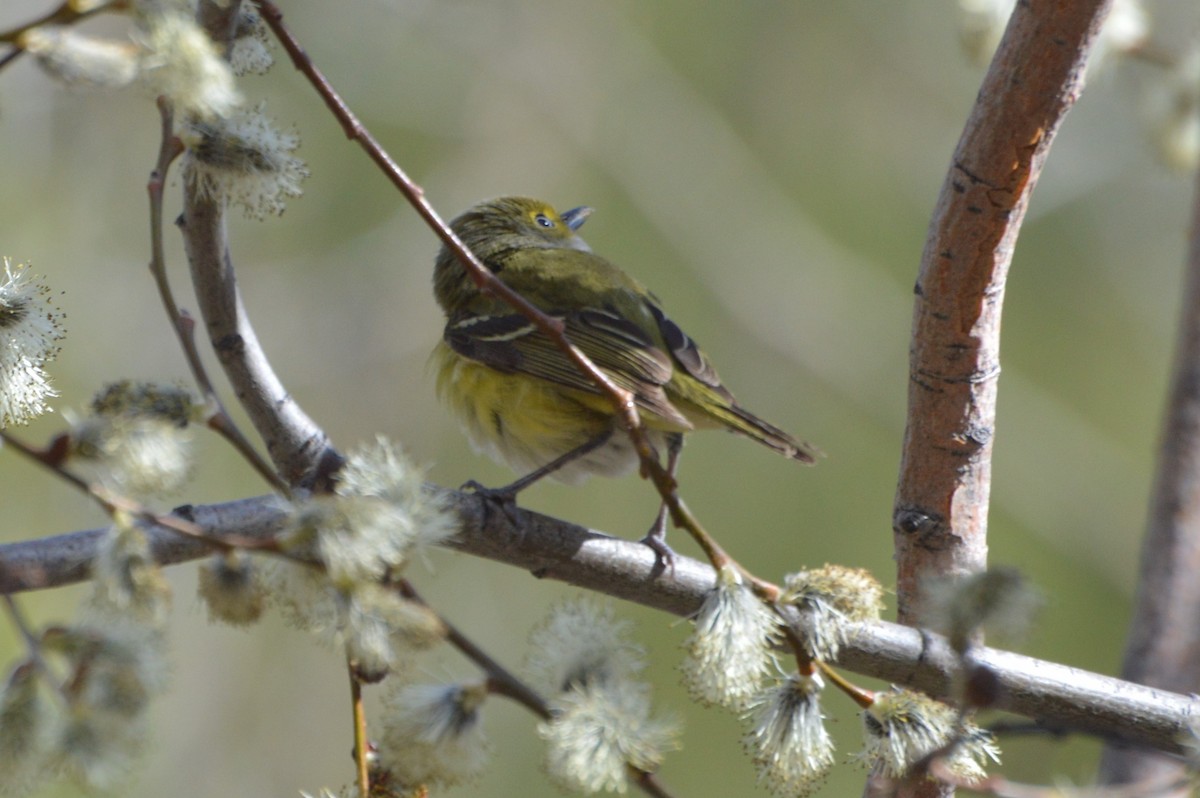 White-eyed Vireo - Georgia Doyle