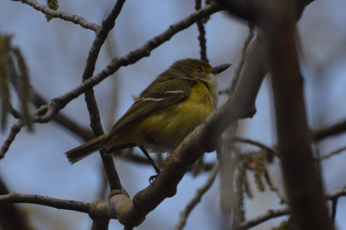 White-eyed Vireo - Georgia Doyle