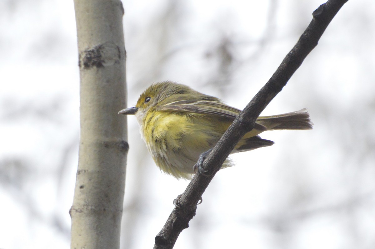 Ak Gözlü Vireo - ML29441341