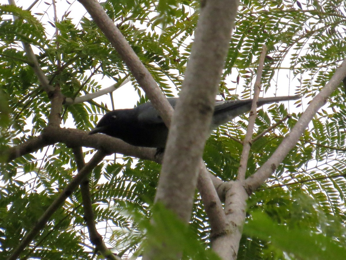Black-headed Cuckooshrike - Rajiv R