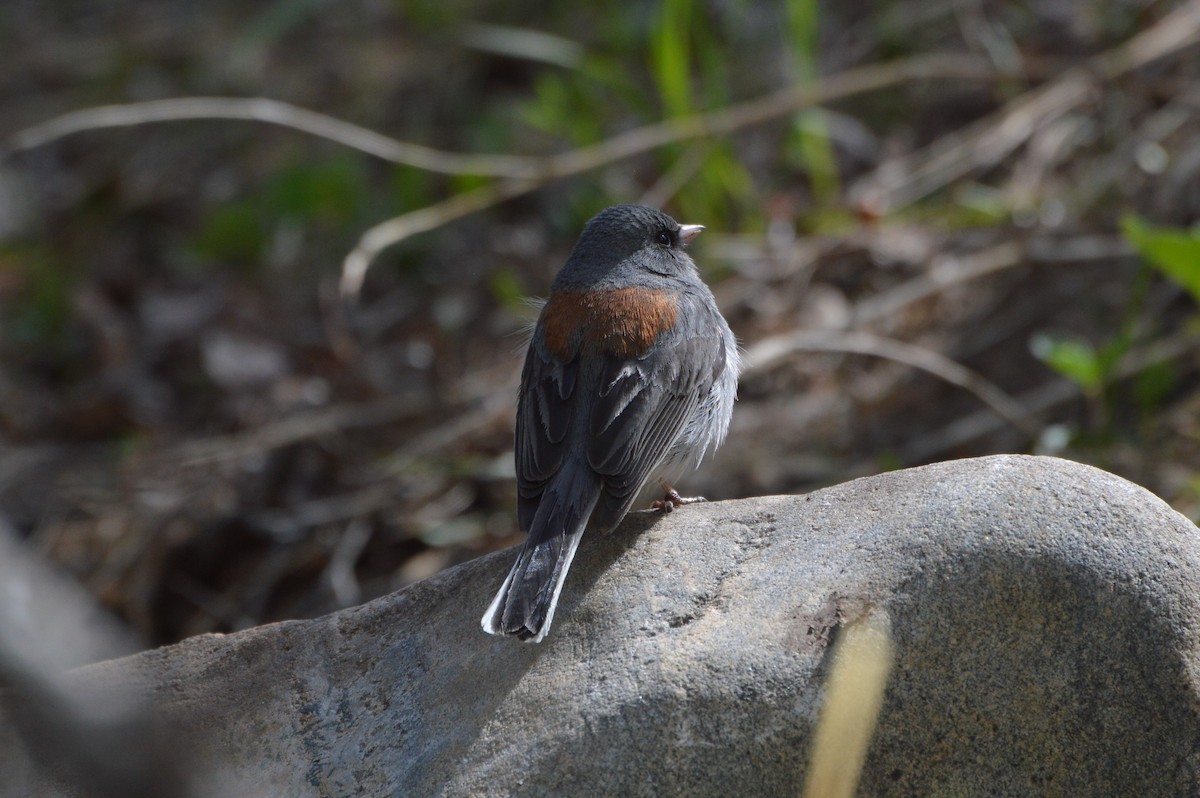 Dark-eyed Junco (Gray-headed) - Georgia Doyle