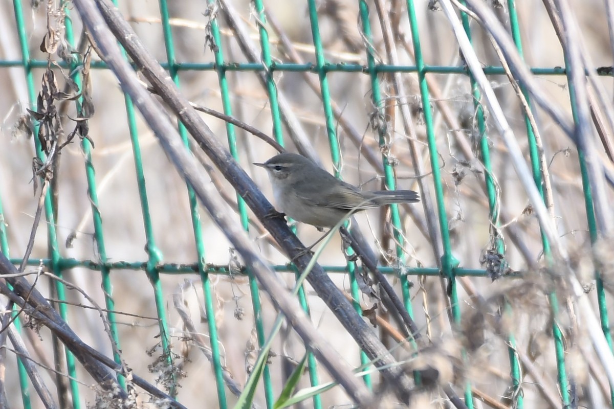 Dusky Warbler - ML294417881