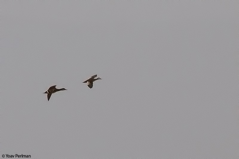 Red-billed Duck - ML294419201