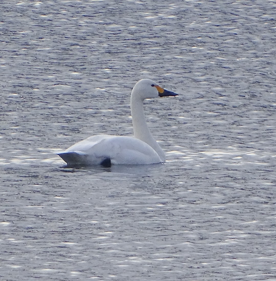 Tundra Swan - Pablo Pascual