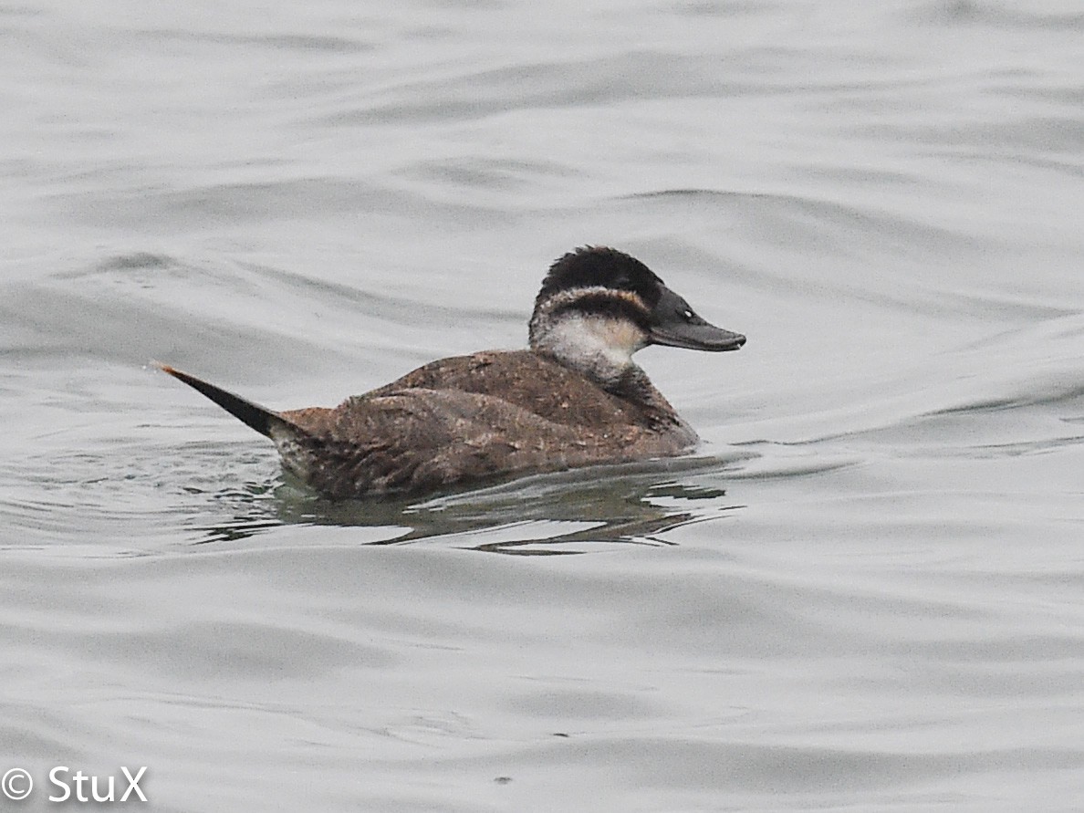 White-headed Duck - Xueping & Stephan Popp