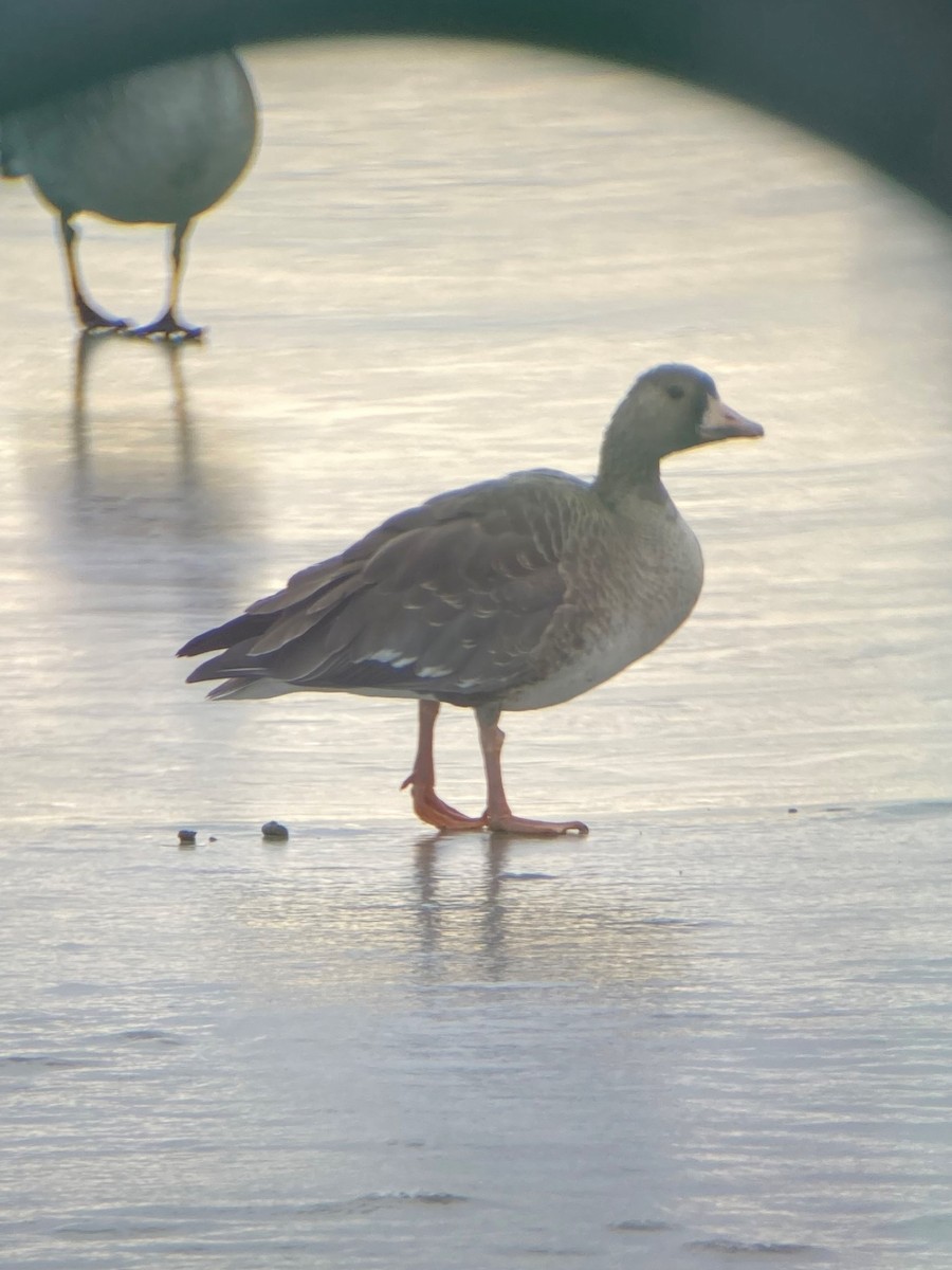 Greater White-fronted Goose - Van Rudd