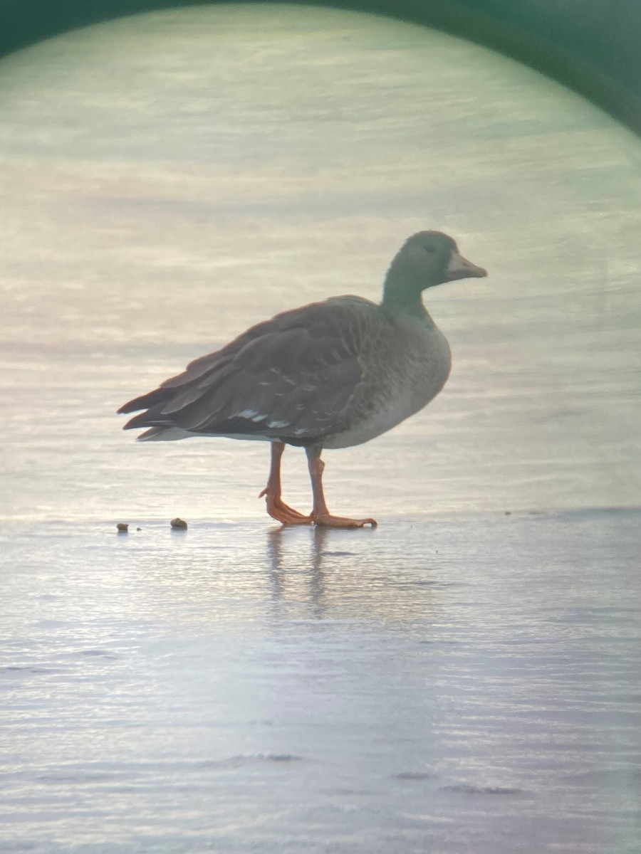 Greater White-fronted Goose - Van Rudd