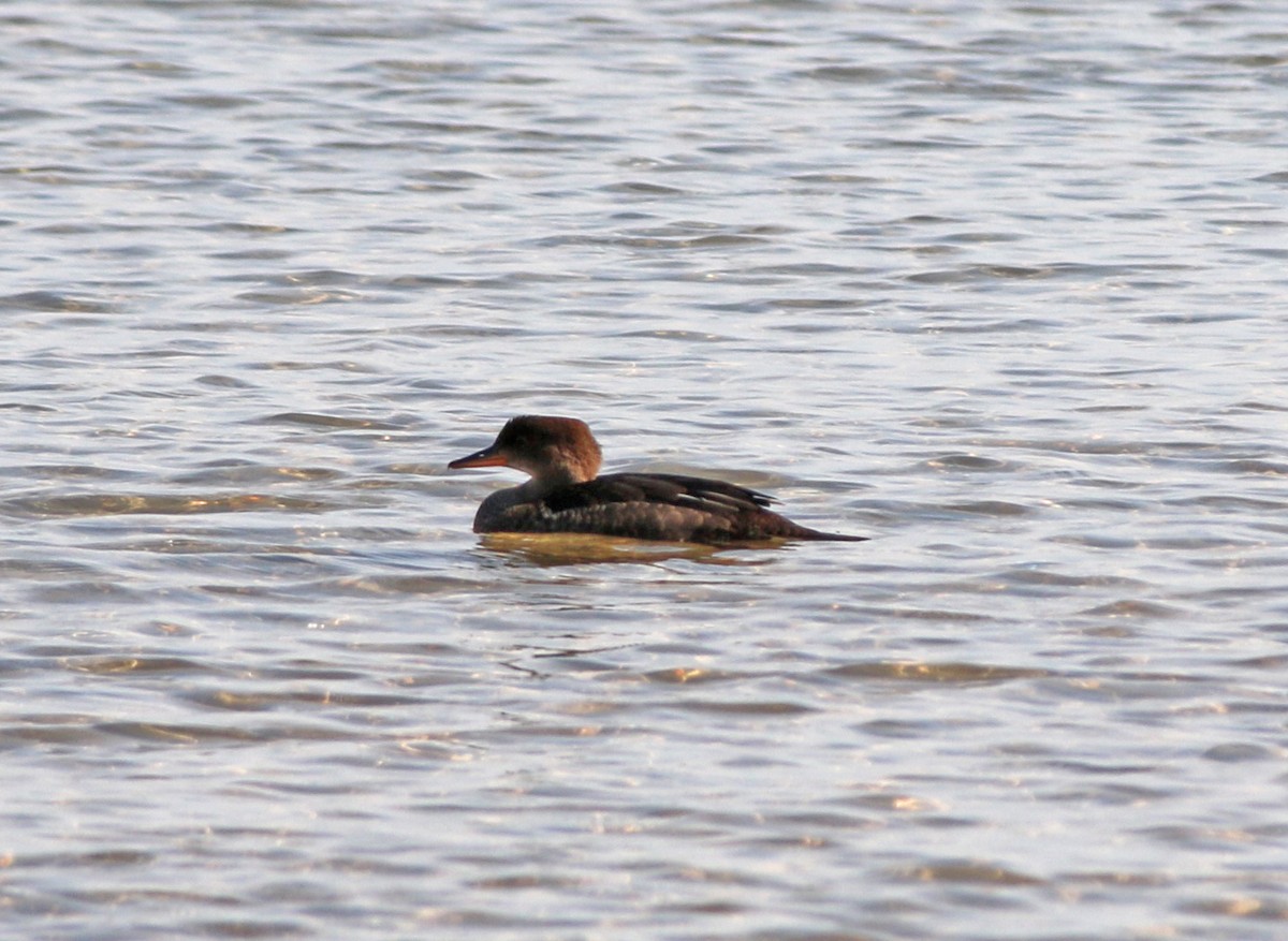 Hooded Merganser - Andrew S. Aldrich