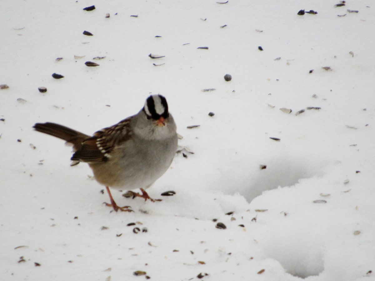 White-crowned Sparrow - ML294421371