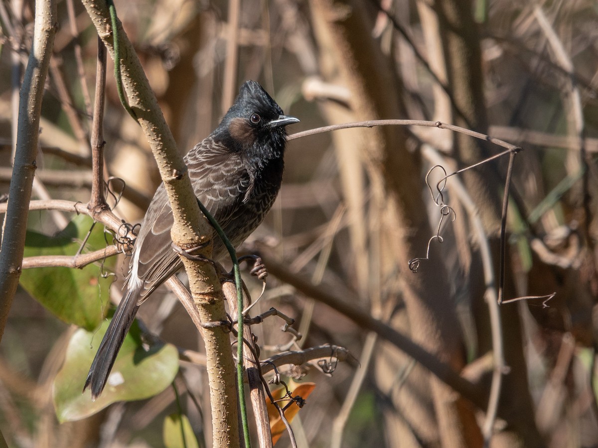 Red-vented Bulbul - ML294422091