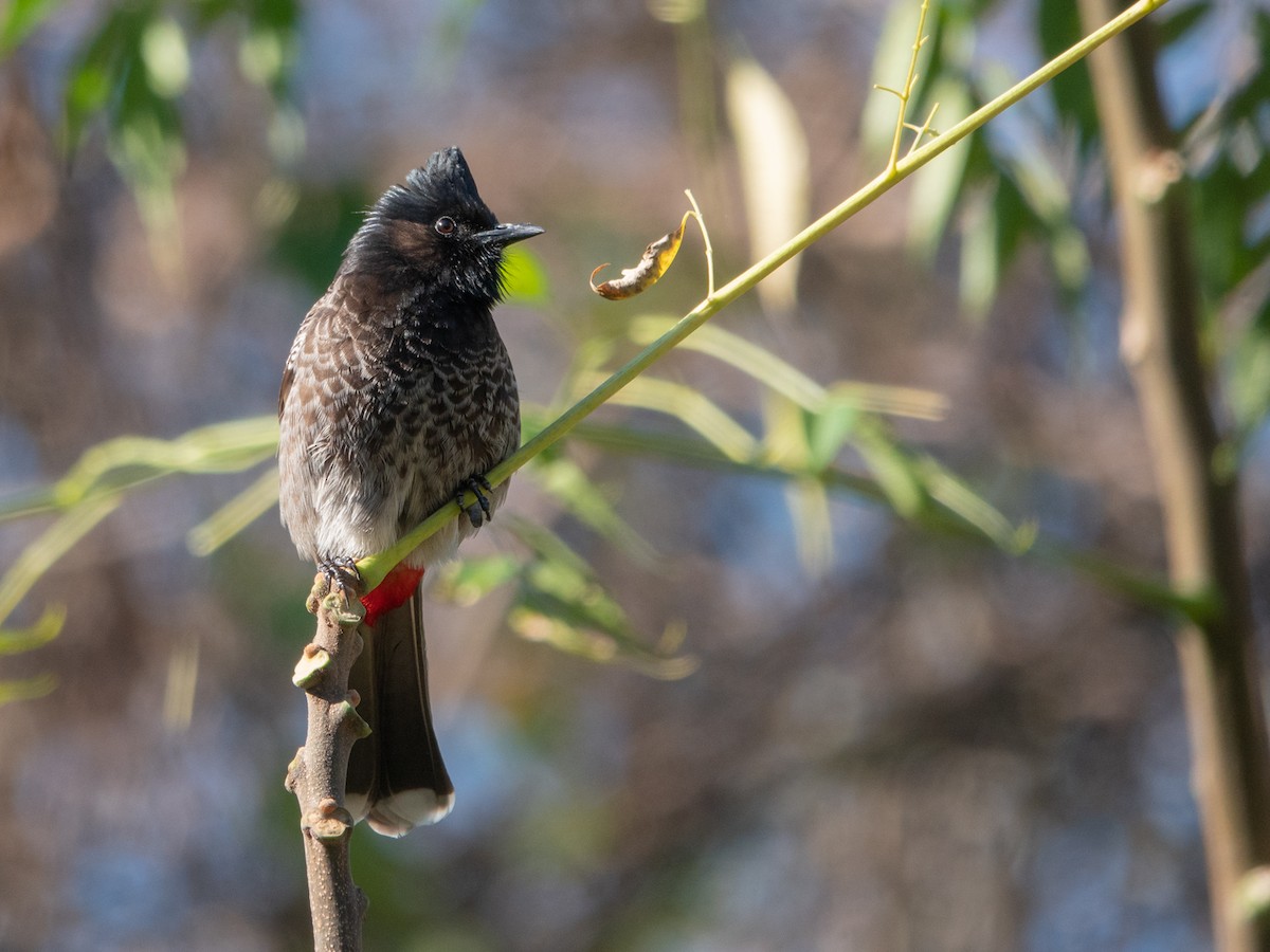 Red-vented Bulbul - ML294422111