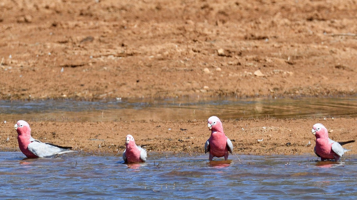 rosenkakadu - ML294422561