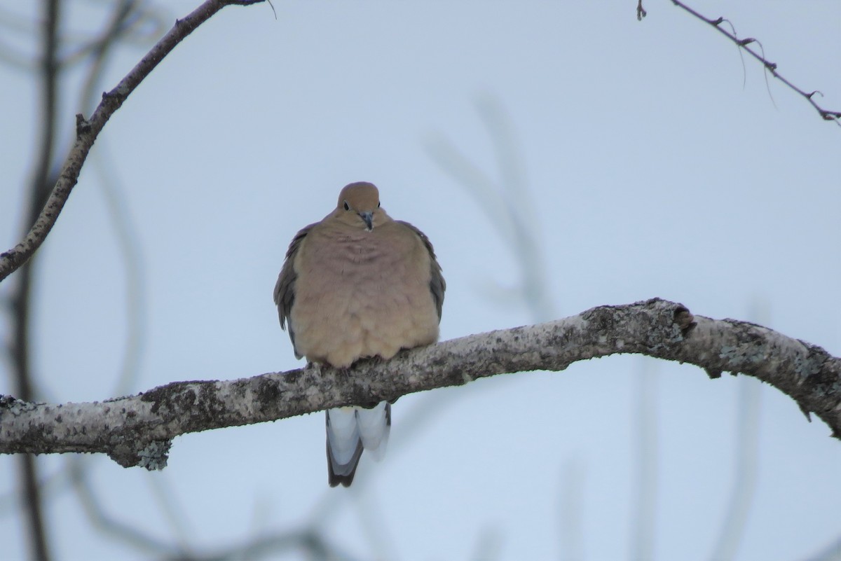 Mourning Dove - Janet McCullough