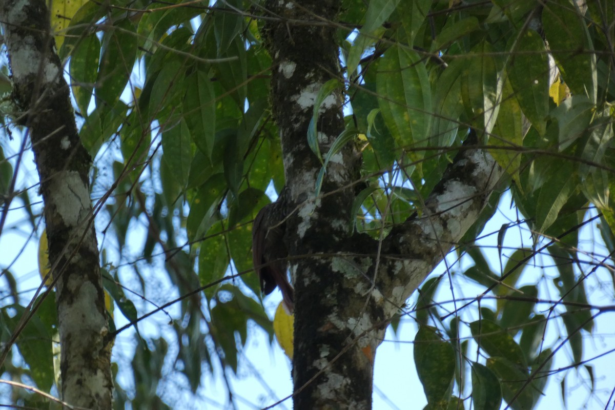 Cocoa Woodcreeper - Ricardo Brenes