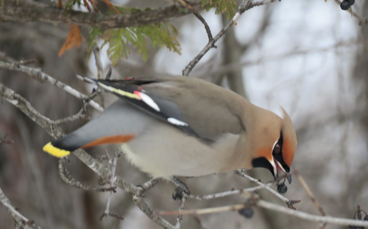 Bohemian Waxwing - ML294423831