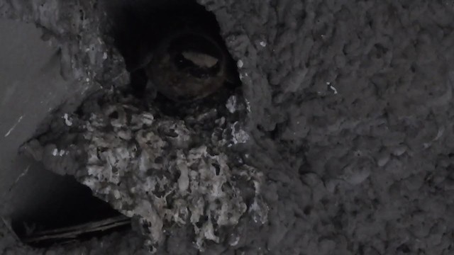 Cliff Swallow - ML294426771