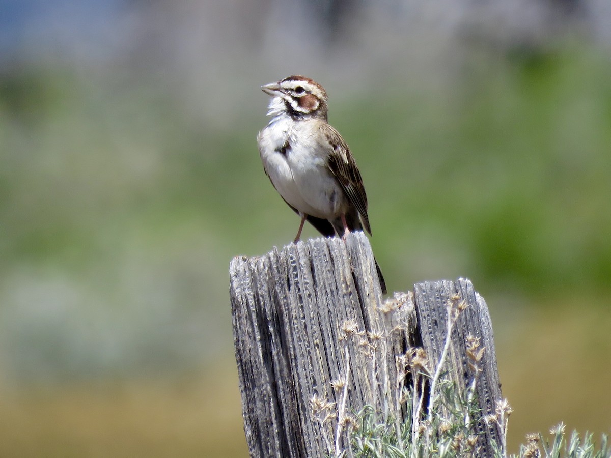 Lark Sparrow - ML29442721