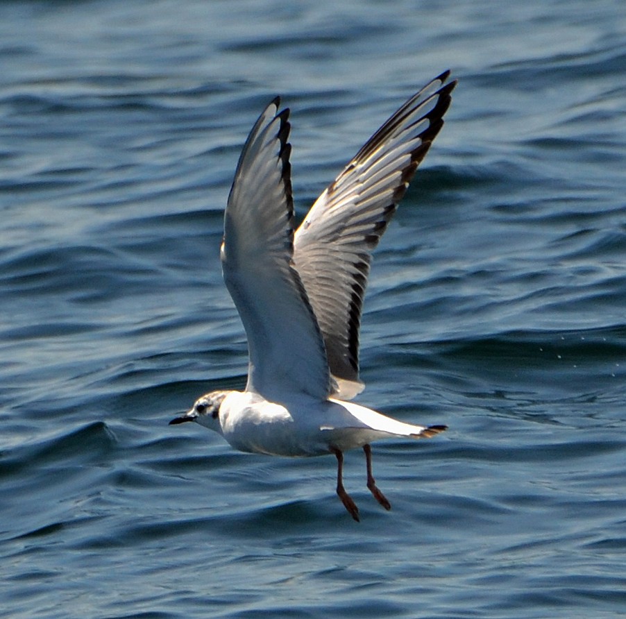 Bonaparte's Gull - Michael J Good