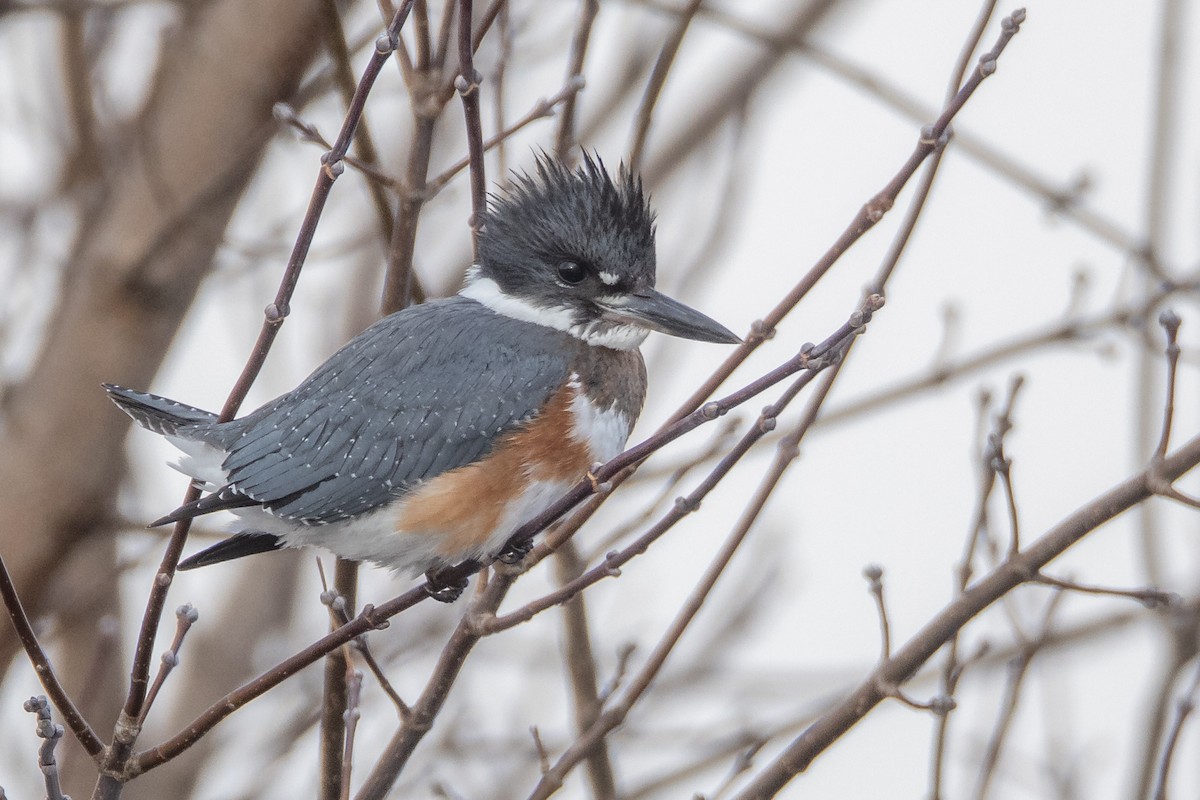 Belted Kingfisher - ML294430361