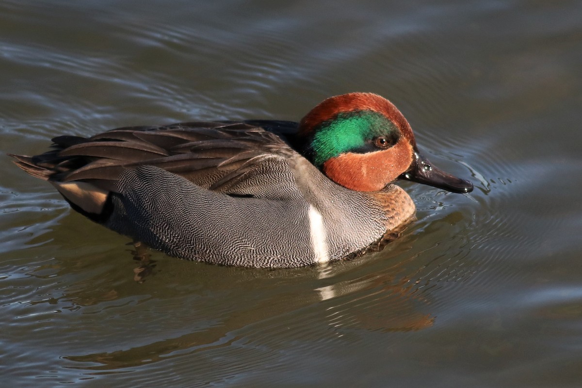 Green-winged Teal - ML294431291