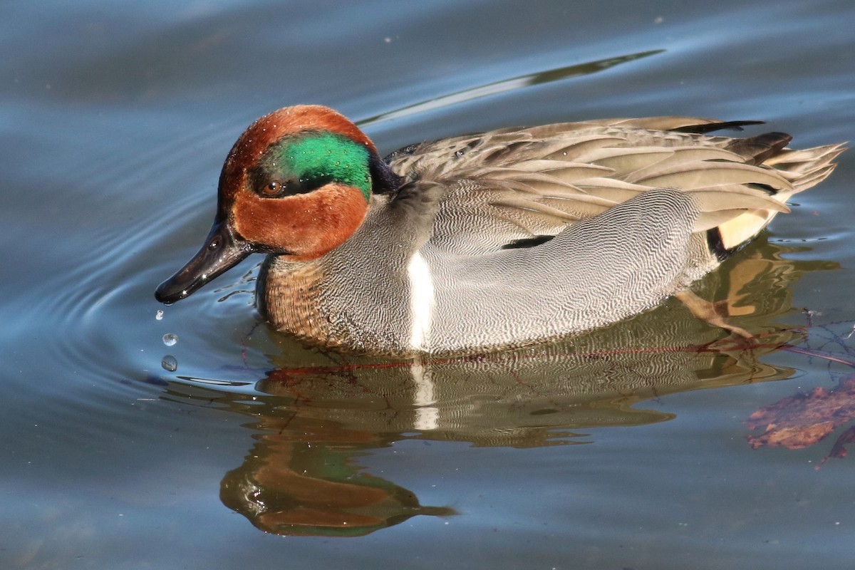 Green-winged Teal - ML294431351
