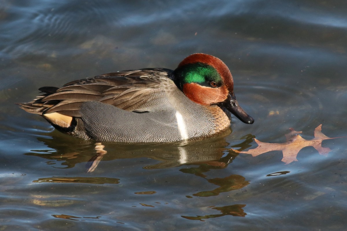 Green-winged Teal - ML294431381