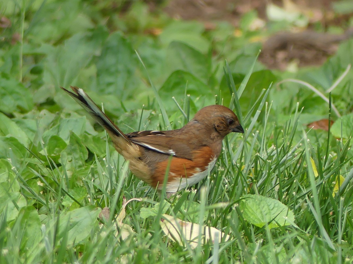 ワキアカトウヒチョウ - ML29443221