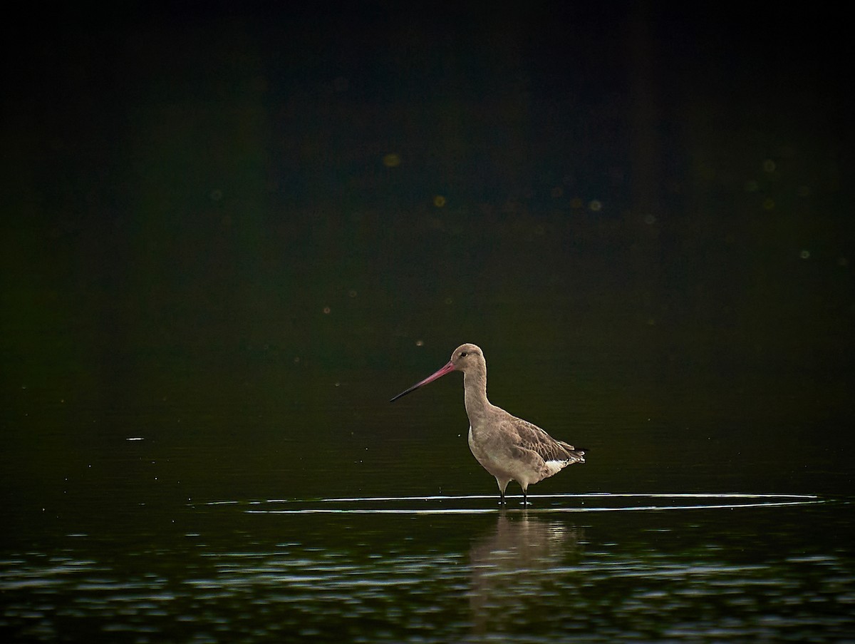 Black-tailed Godwit - ML294432361