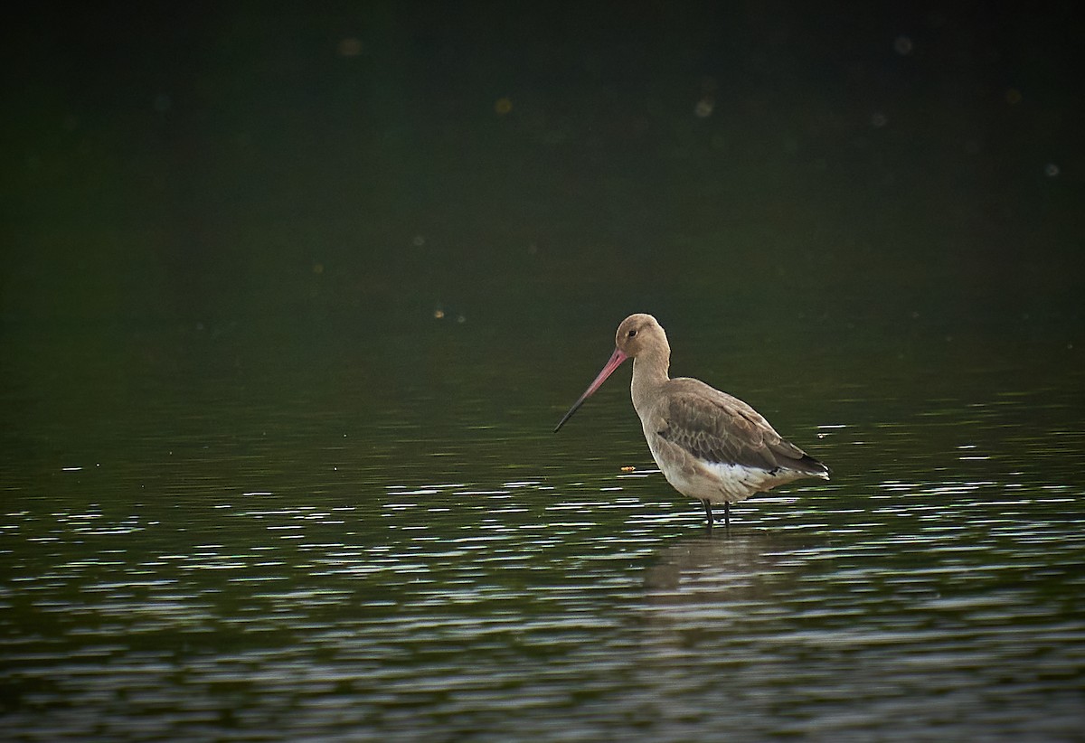 Black-tailed Godwit - ML294432401