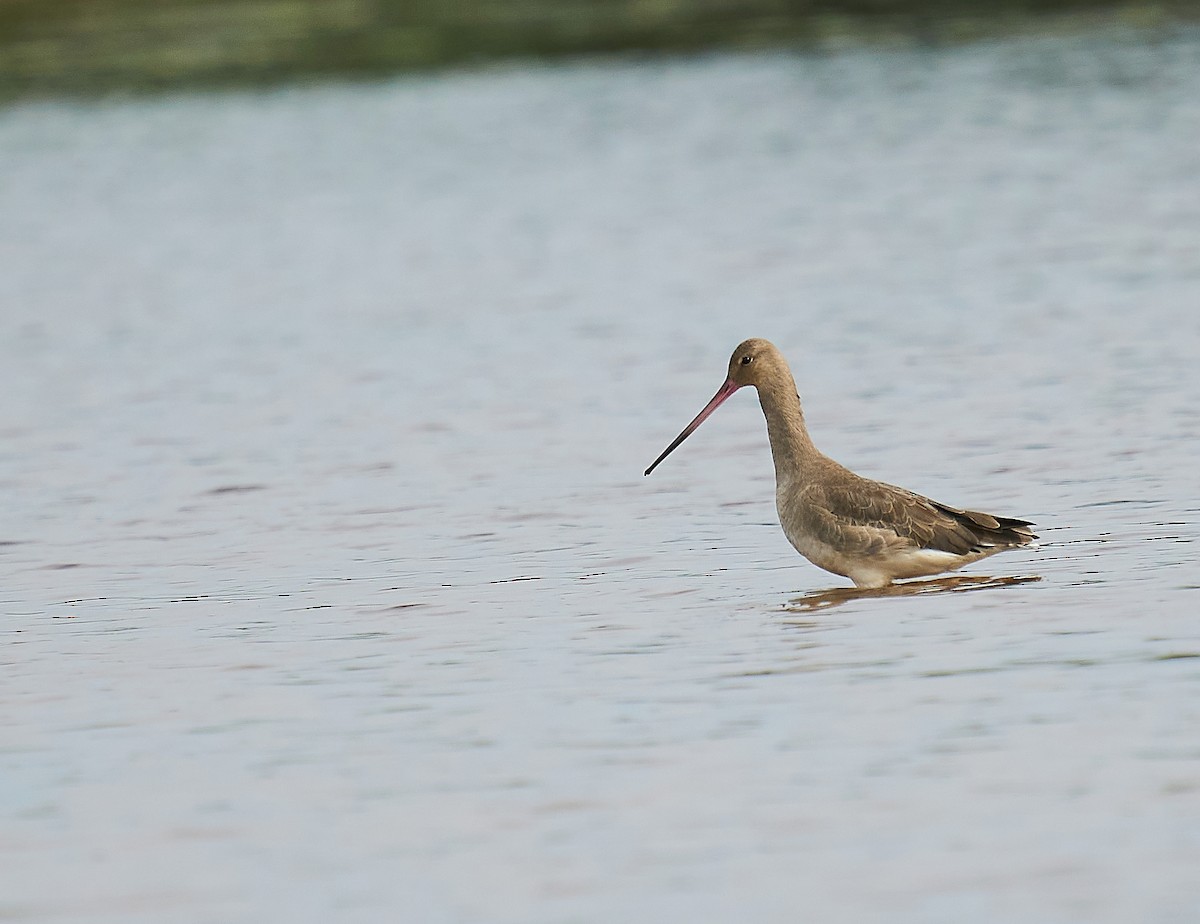 Black-tailed Godwit - ML294432421