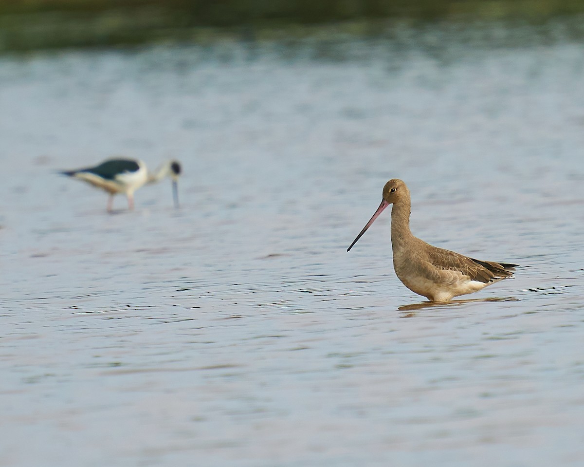 Black-tailed Godwit - ML294432431