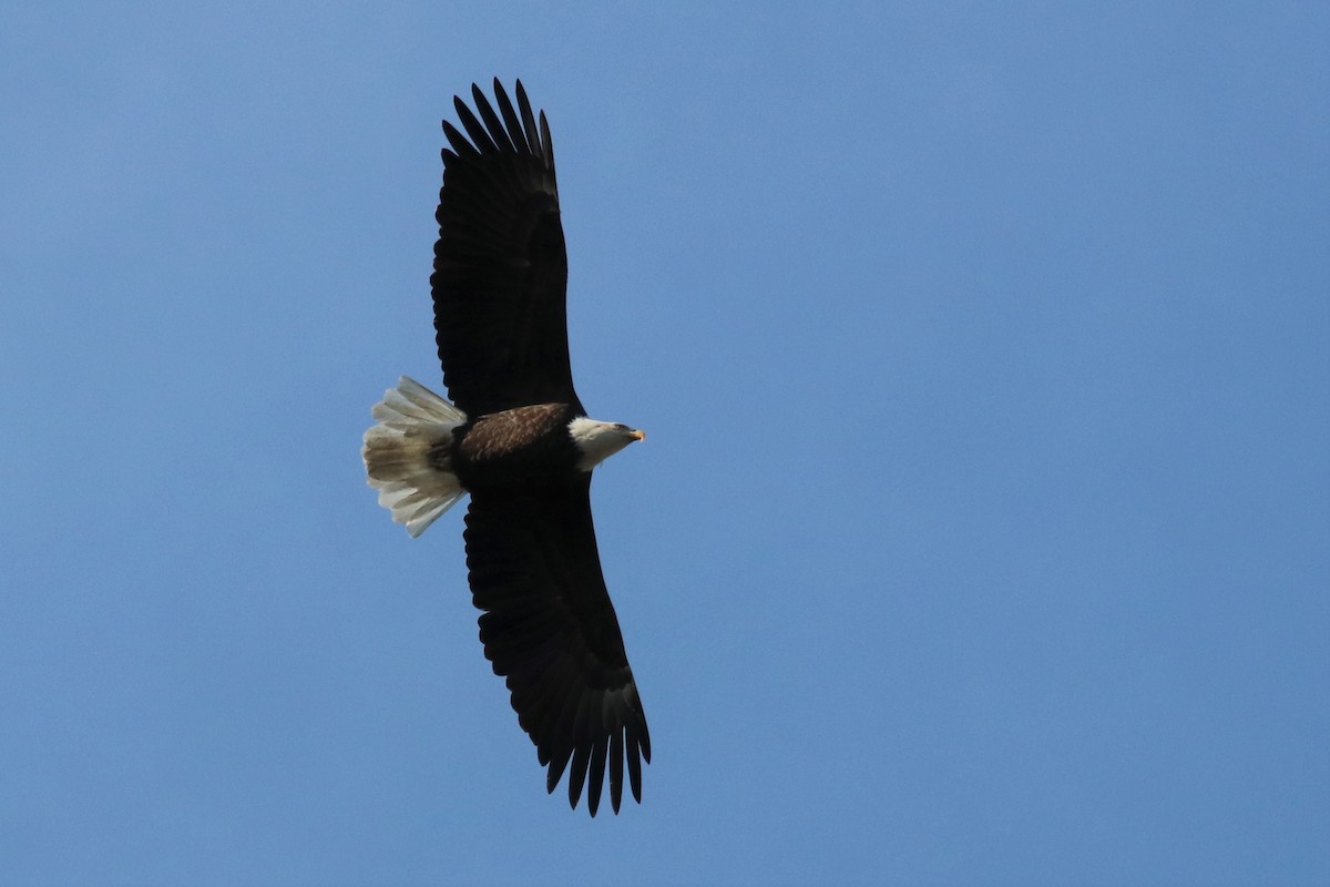 Bald Eagle - ML294434611