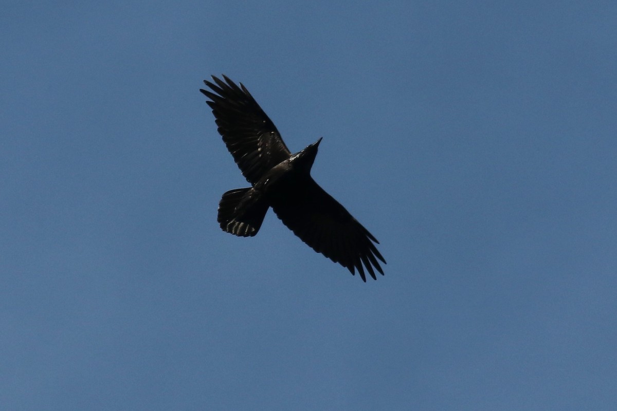 Common Raven - ML294434921