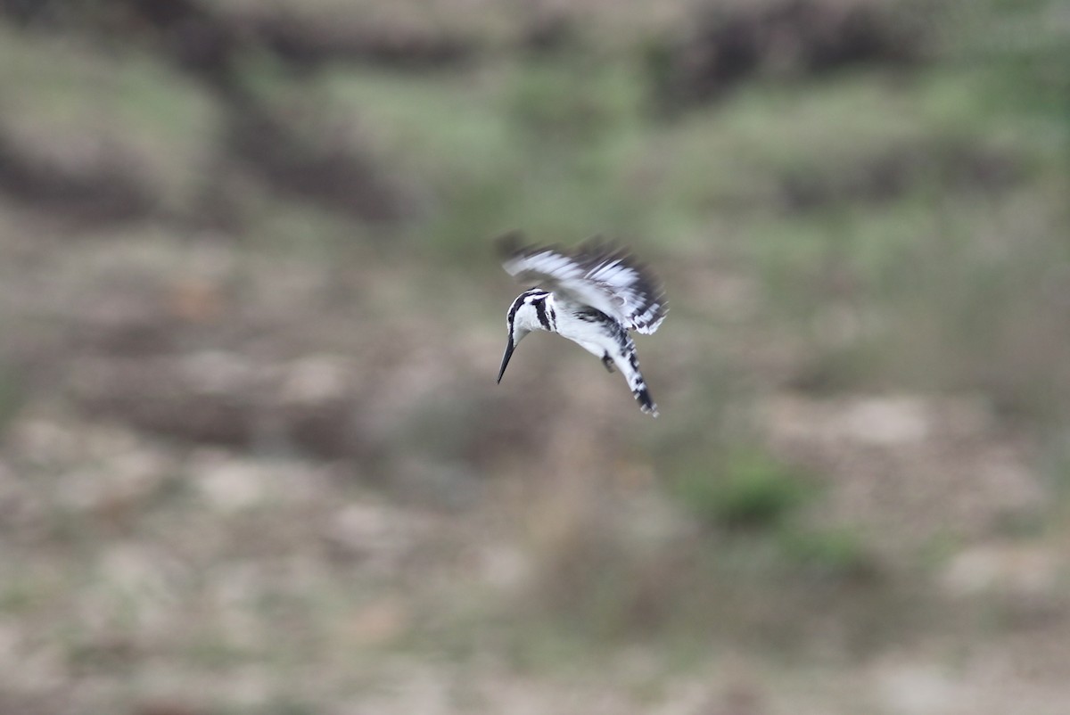 Pied Kingfisher - george parker