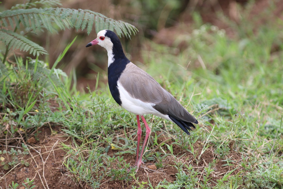Long-toed Lapwing - george parker