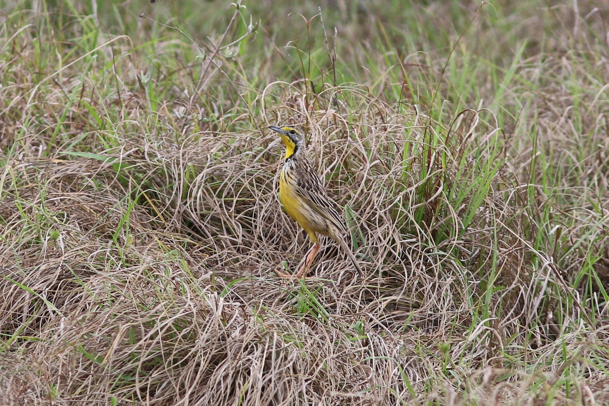 Yellow-throated Longclaw - ML294437011