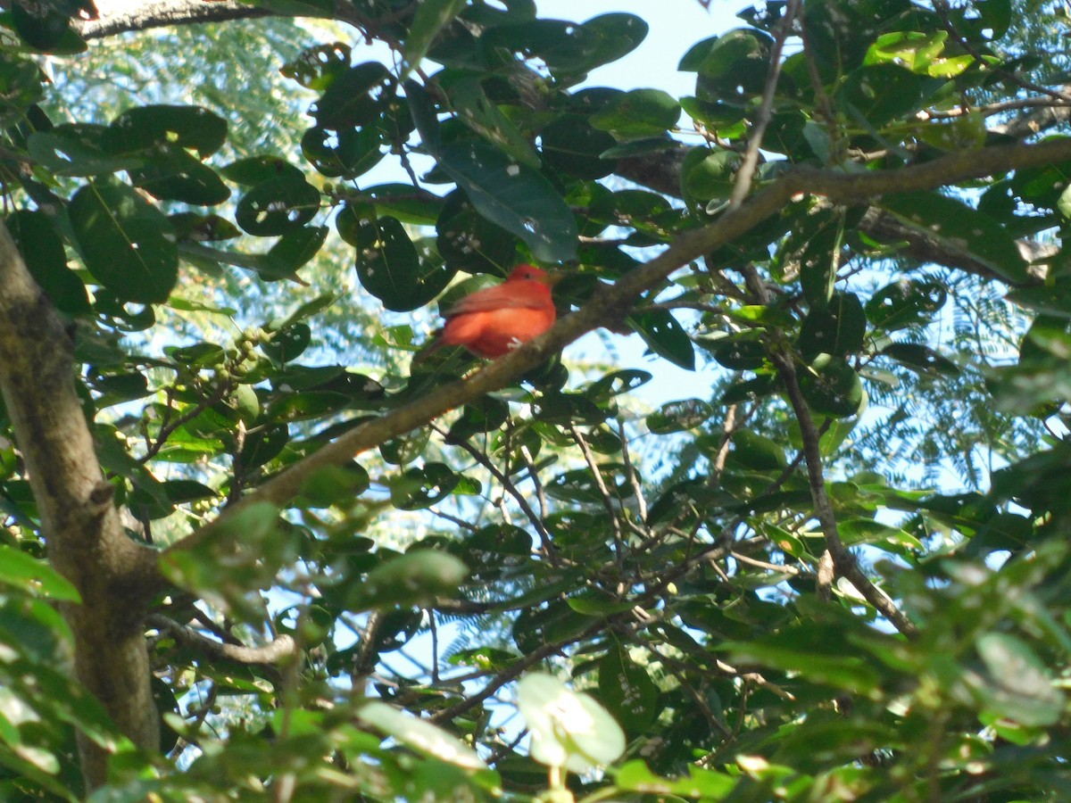 Summer Tanager - ML294437541