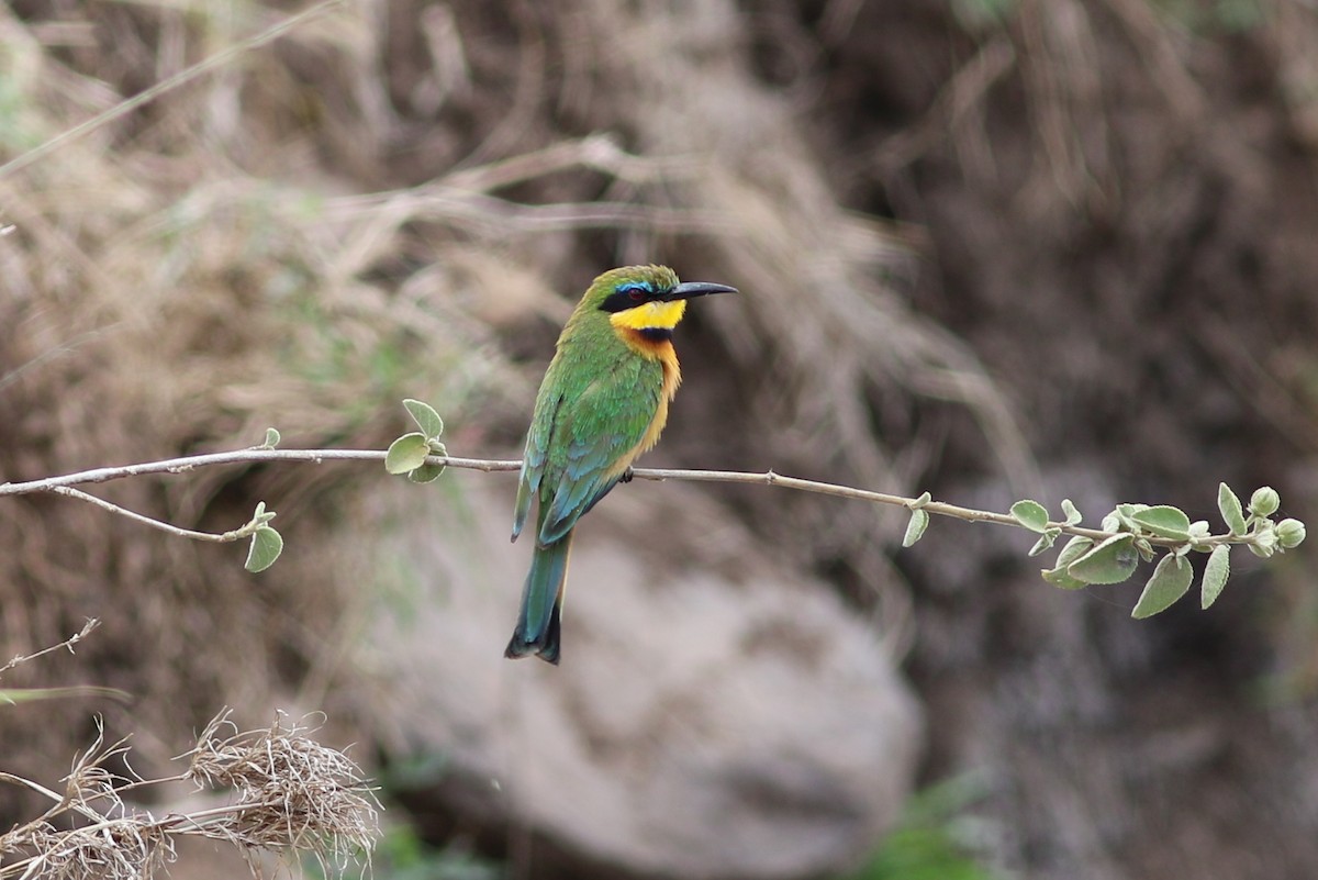 Little Bee-eater - george parker